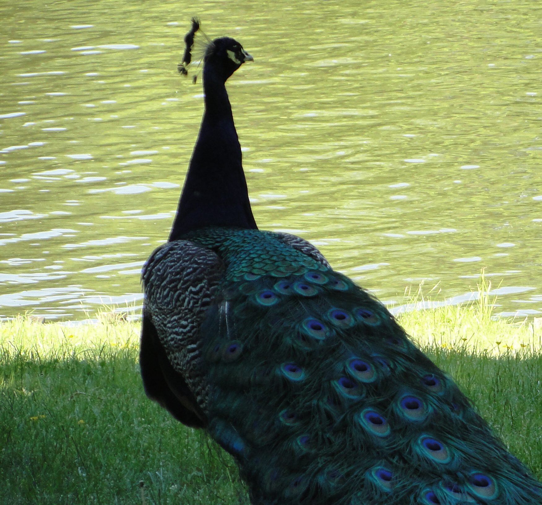 Lazienki Park in Warsaw - guided tour, sightseeing Warsaw